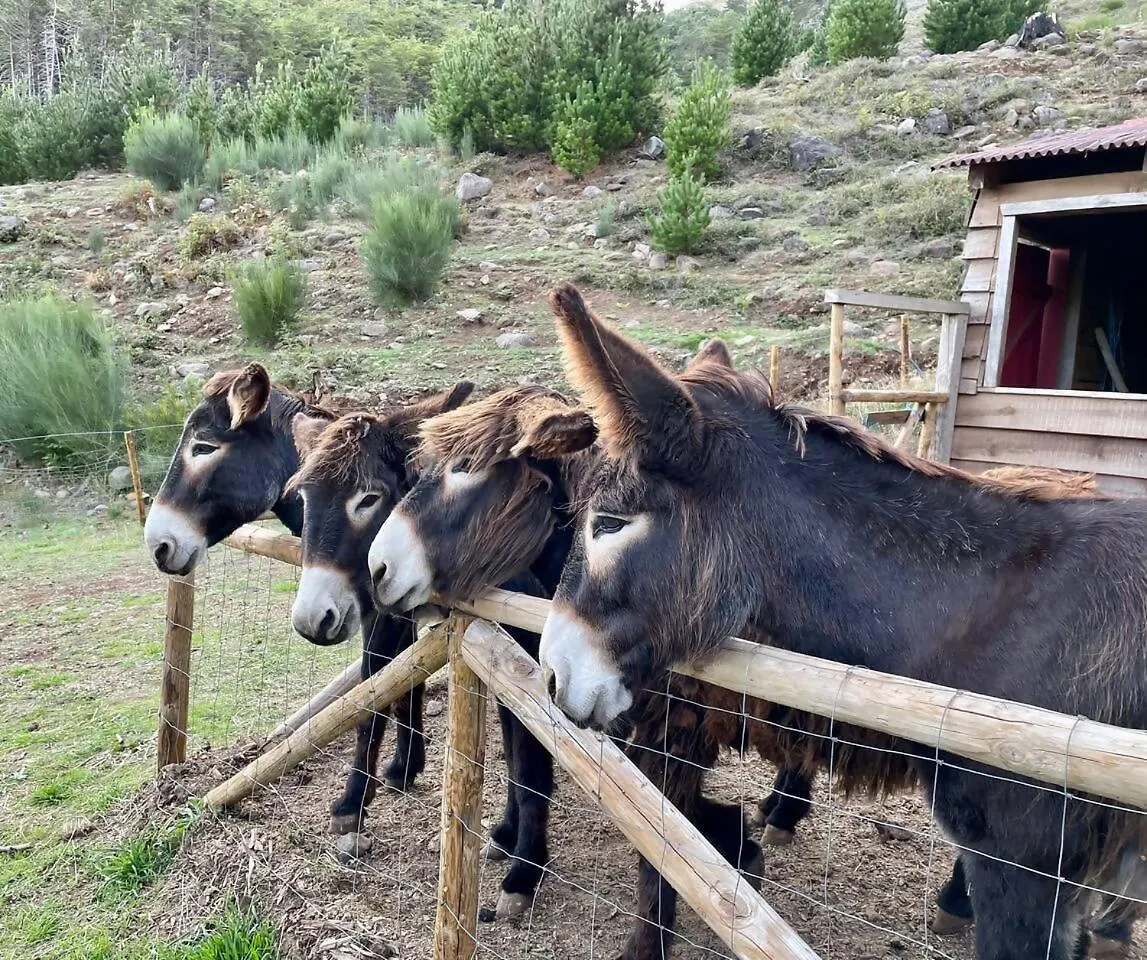 Glamping Hotel Mountain Eco Shelter 3 Corujeira de Dentro